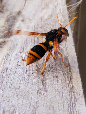 Thumb sized and amazing spider wasp