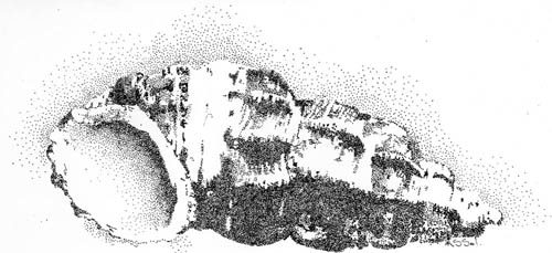 Intertidal snail shell from Budgewoi Lake. Ink dots on paper, approx A4