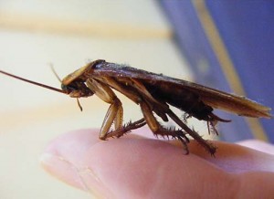 Yes it is a cockroach. It is a model for a drawing I will attempt soon. It has no reference to this post I just needed an image