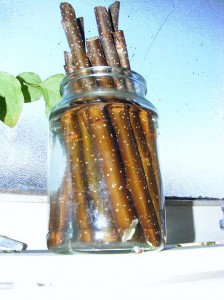 Mulberry Cuttings in water