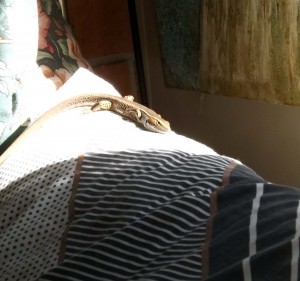 Not my best photography but this is the lizard that took over the sunny spot on my pillow