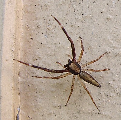 Helpis minitabunda. Bronze Jumping Spider
